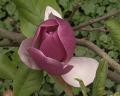 Magnolie Magnolie