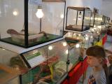Výstava ukazuje více plazů než mnohé ZOO Výstava ukazuje více plazů než mnohé ZOO