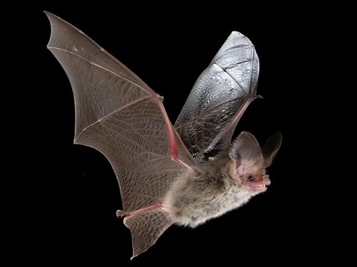 Páteční večer bude v DDM patřit netopýrům Páteční večer bude v DDM patřit netopýrům