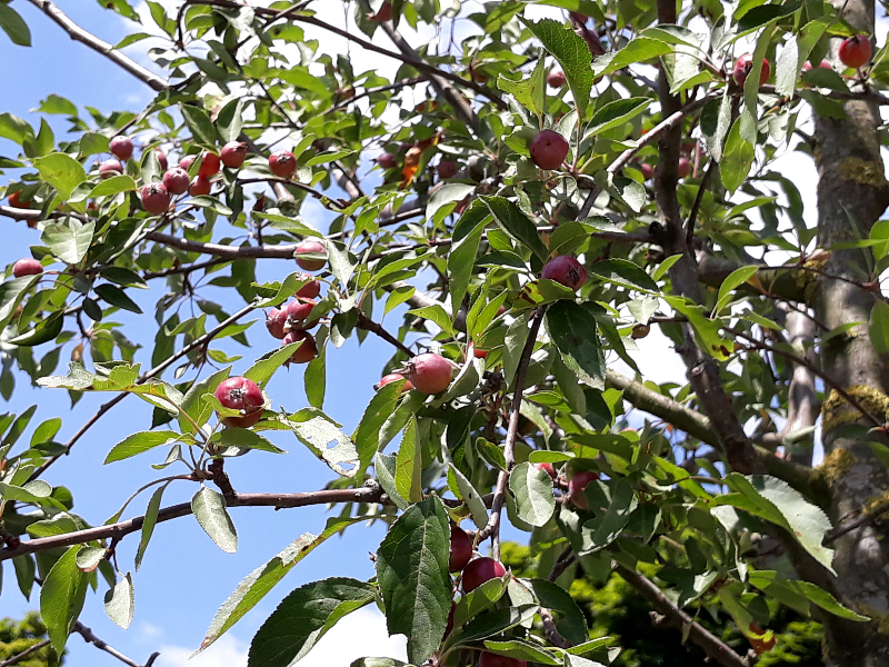 Pamětní jabloň má červená jablíčka jako na luhačovické vlajce Pamětní jabloň má červená jablíčka jako na luhačovické vlajce