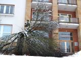 Sníh dělá v Luhačovicích krásnou atmosféru, ale také polámal stromy u radnice Sníh dělá v Luhačovicích krásnou atmosféru, ale také polámal stromy u radnice