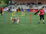 agility závody agility závody