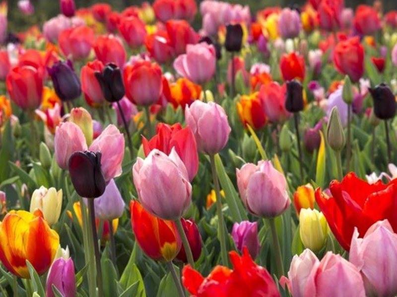 ilustrační foto - archiv ilustrační foto - archiv