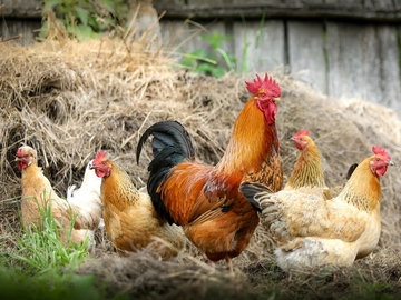 V Újezdci u Luhačovic byla potvrzena ptačí chřipka, mimořádná veterinární opatření se týkají i Luhačovic, Polichna a Kladné Žilín V Újezdci u Luhačovic byla potvrzena ptačí chřipka, mimořádná veterinární opatření se týkají i Luhačovic, Polichna a Kladné Žilín