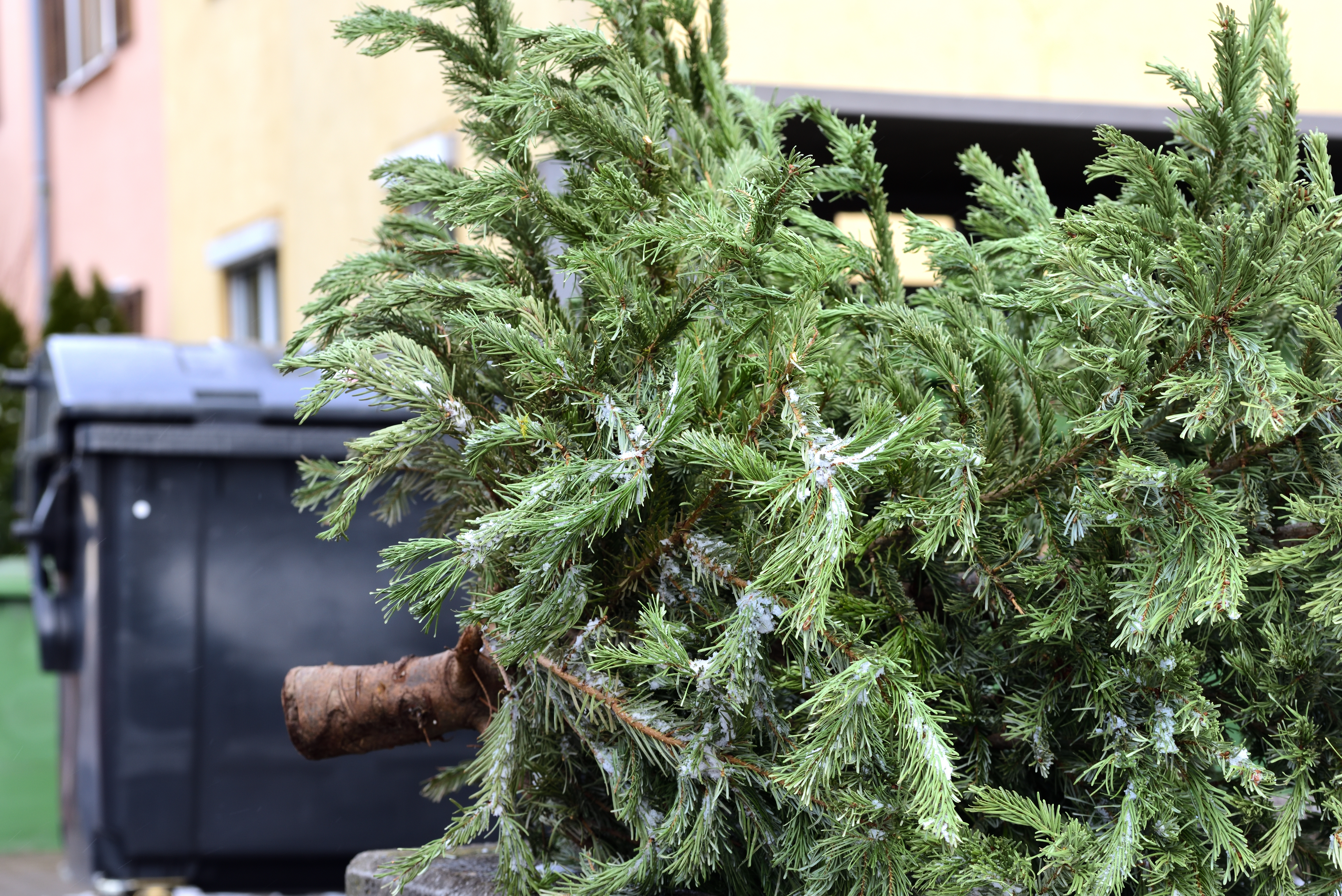Víte, co s odstrojenými vánočními stromky? Odkládejte je ke svým odpadovým nádobám